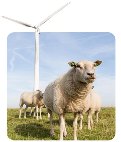 Sheep